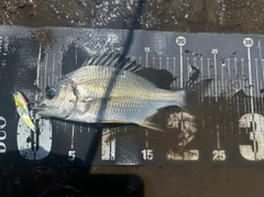 キビレの釣果