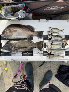 チヌの釣果