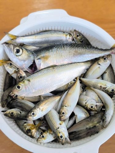 アジの釣果
