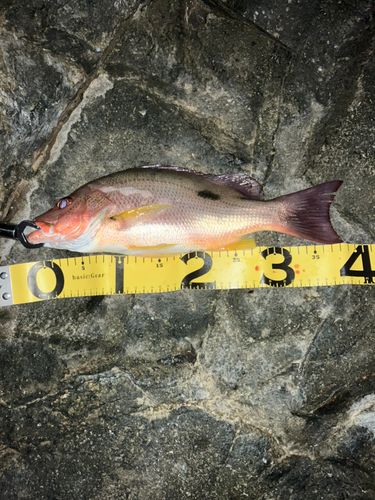 クロホシフエダイの釣果