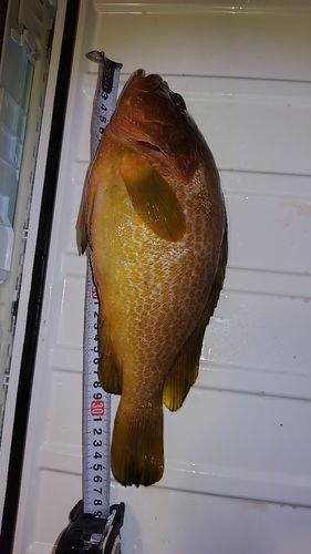 キジハタの釣果