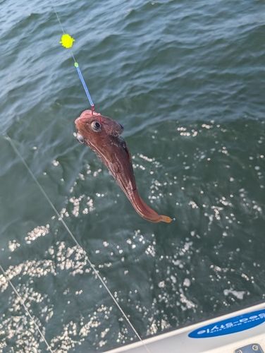ドンコの釣果