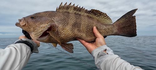 オオモンハタの釣果