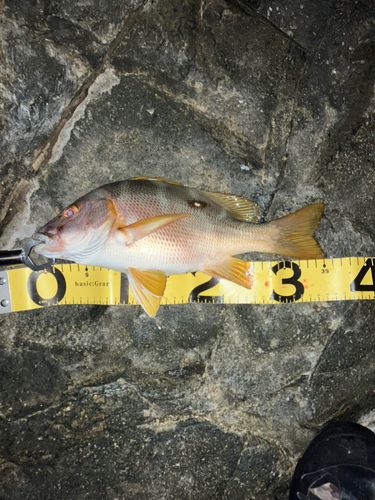シブダイの釣果