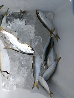サッパの釣果
