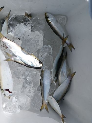 サッパの釣果