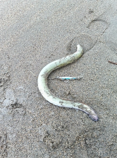 ウナギの釣果