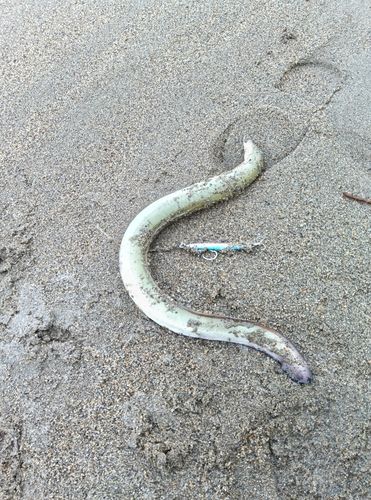 ウナギの釣果