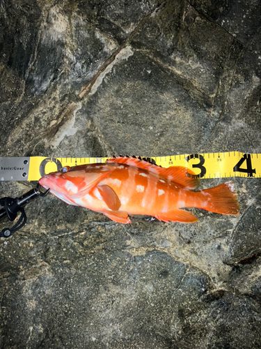アカハタの釣果