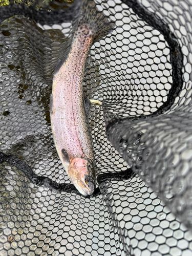ニジマスの釣果