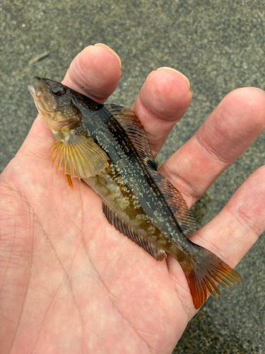 アイナメの釣果