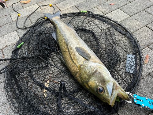 シーバスの釣果