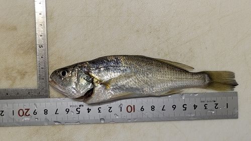 イシモチの釣果