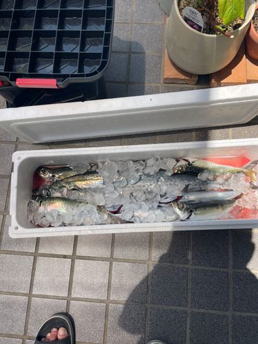サゴシの釣果