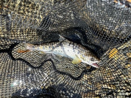 ヤマメの釣果