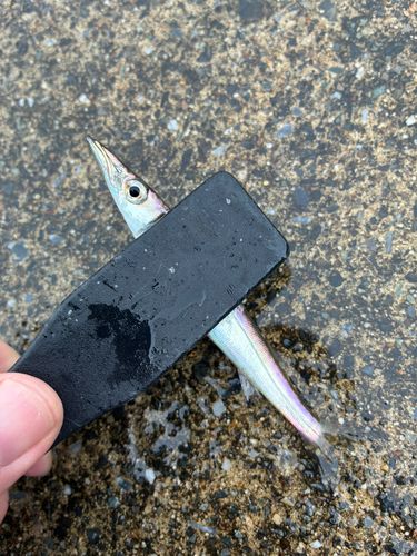 カマスの釣果