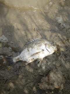 キビレの釣果