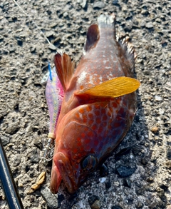 キジハタの釣果