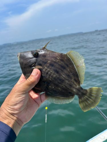 カワハギの釣果