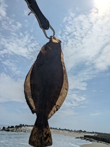 ソゲの釣果