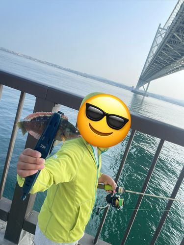 ベラの釣果