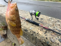 キジハタの釣果