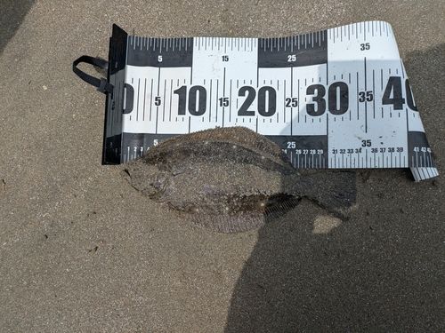 ソゲの釣果