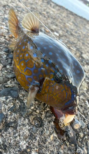 ハコフグの釣果