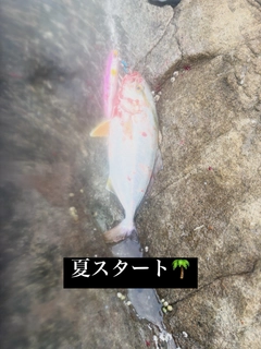 ショゴの釣果