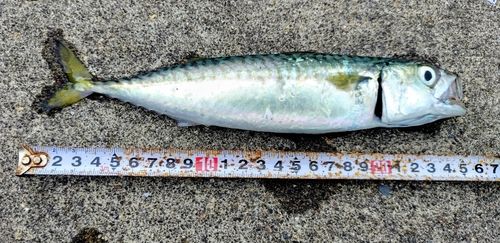 サバの釣果