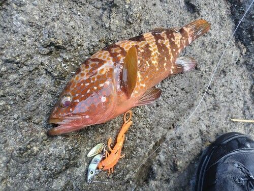 キジハタの釣果