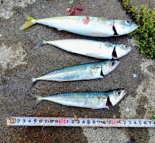 サバの釣果