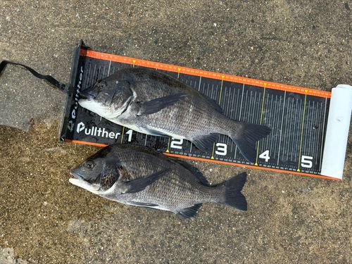 チヌの釣果