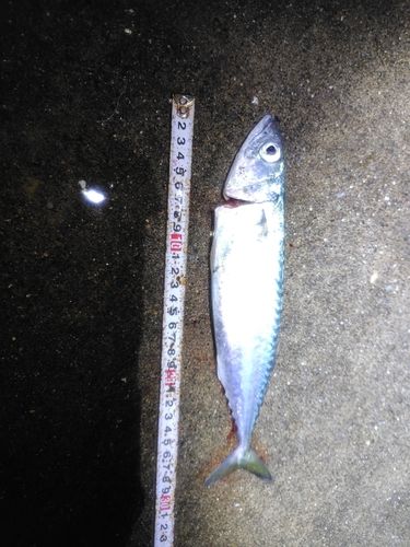 サバの釣果