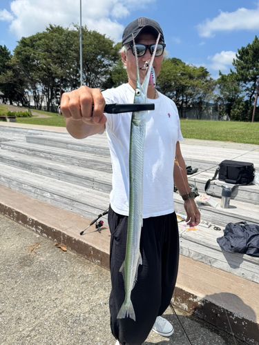 ダツの釣果