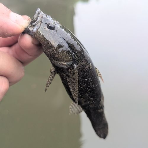 カワアナゴの釣果