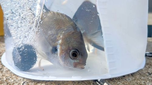 スズメダイの釣果