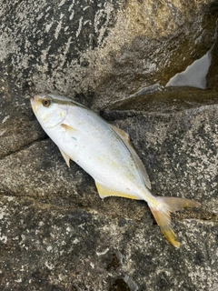 ワカシの釣果