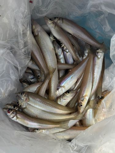 キスの釣果
