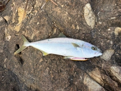 ヒラマサの釣果