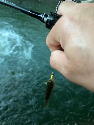 カワムツの釣果