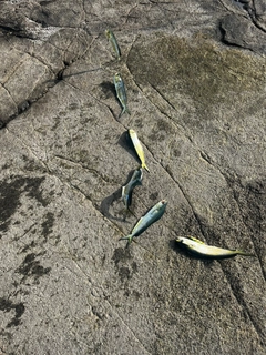 シイラの釣果