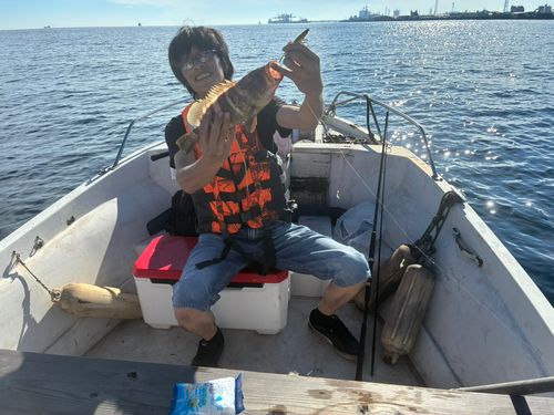 マハタの釣果