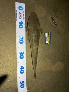 マゴチの釣果