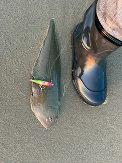 シタビラメの釣果
