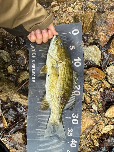宮城県で釣れたブラックバスの釣り・釣果情報 - アングラーズ | 釣果