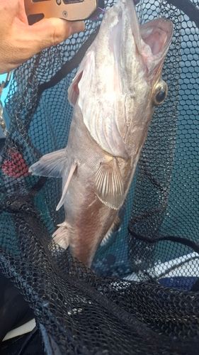 アラの釣果