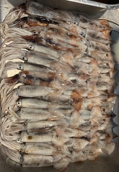 スルメイカの釣果