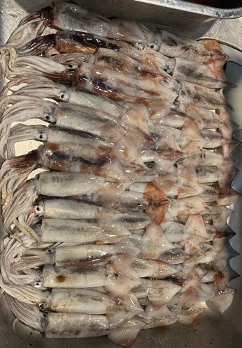 スルメイカの釣果