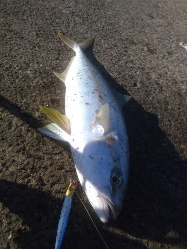 ヒラマサの釣果